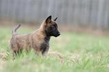 MALINOIS 844